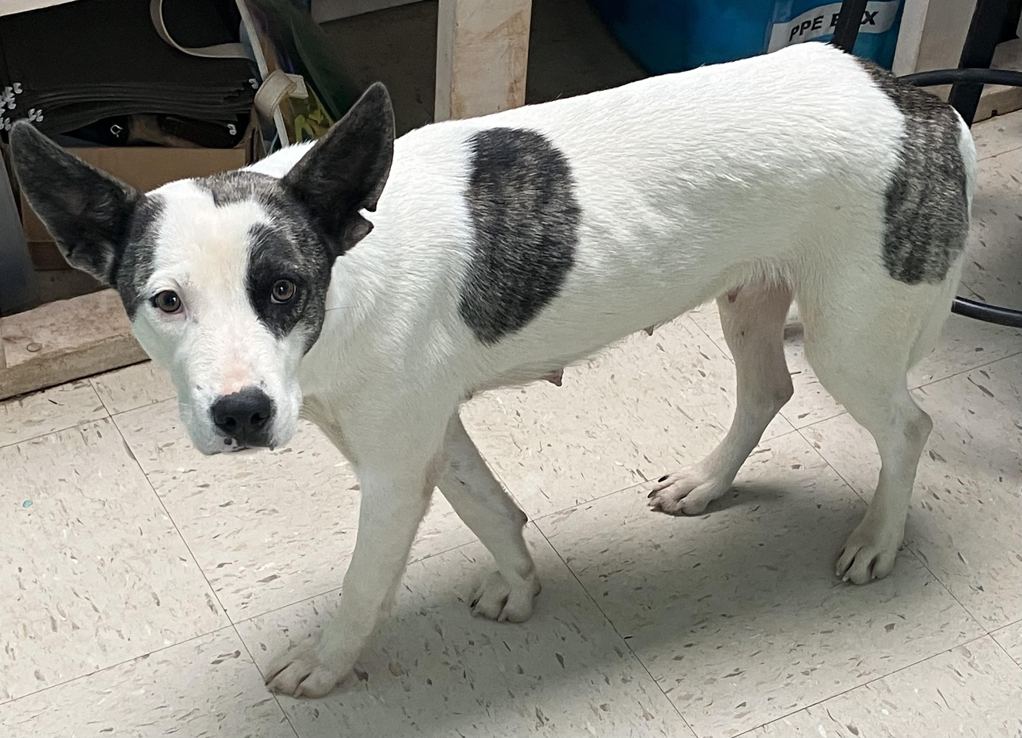 Uki, ADOPTABLE, Adult Female Cattle Dog.