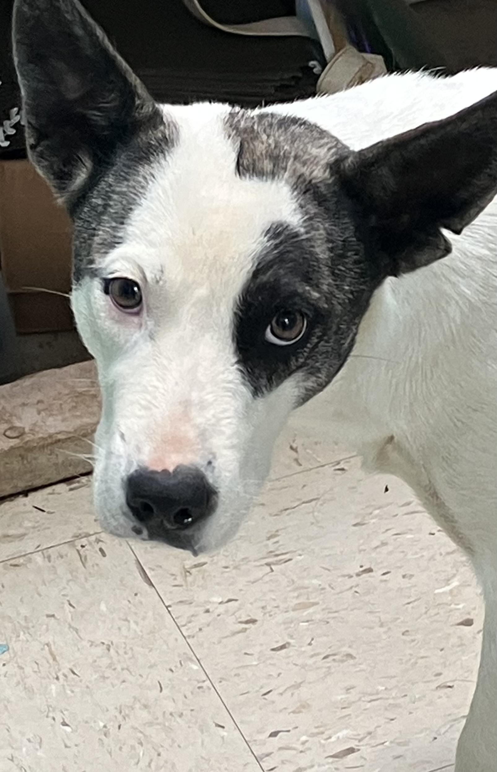 Enlarge Uki, a ADOPTABLE mixed breed in Sylacauga, AL image 2/2