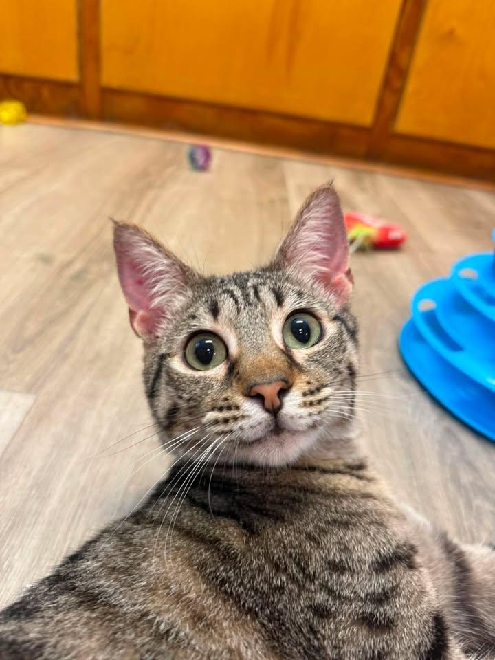 Daisy, an adoptable Domestic Short Hair in Wilmington, NC image 4/4