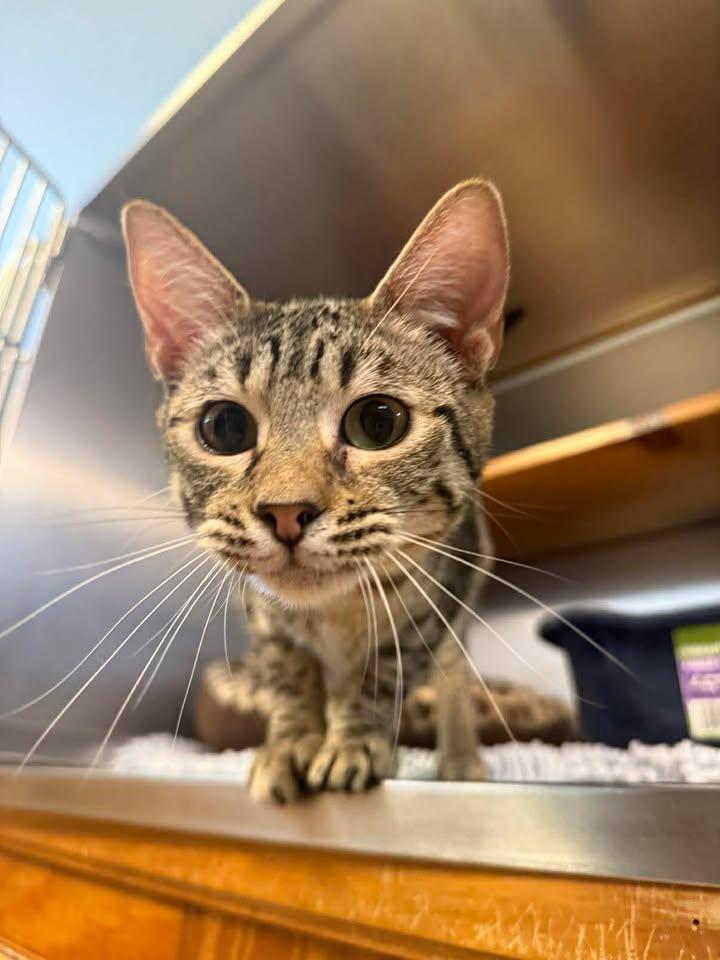 Enlarge Daisy, a ADOPTABLE Domestic Short Hair in Wilmington, NC image 1/1