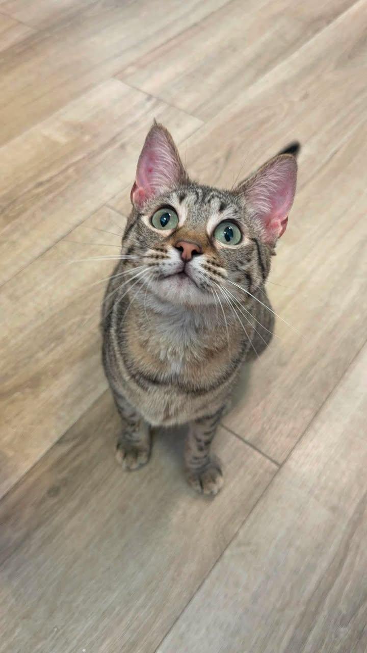 Daisy, adoptable, Young Female Domestic Short Hair.