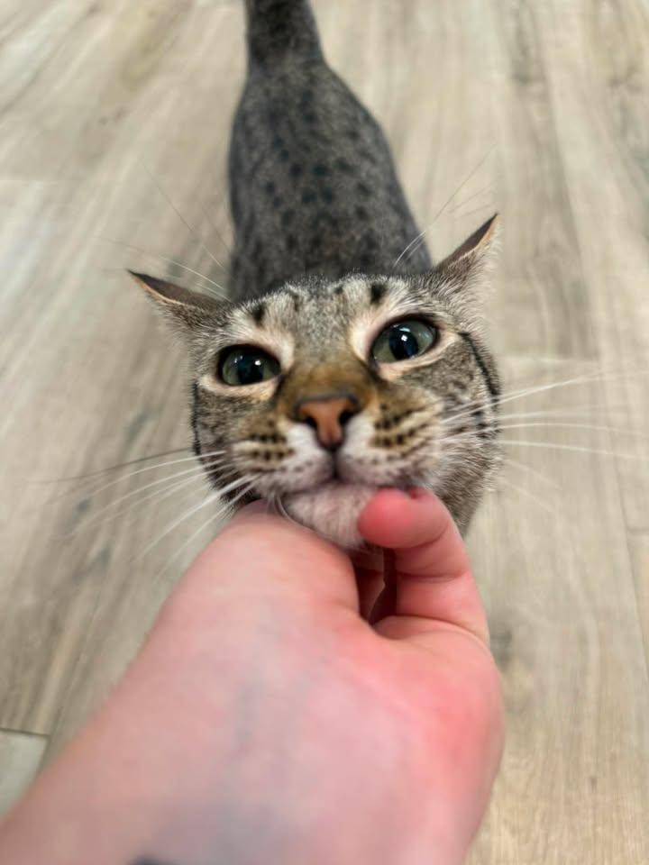 Daisy, an adoptable Domestic Short Hair in Wilmington, NC image 3/4