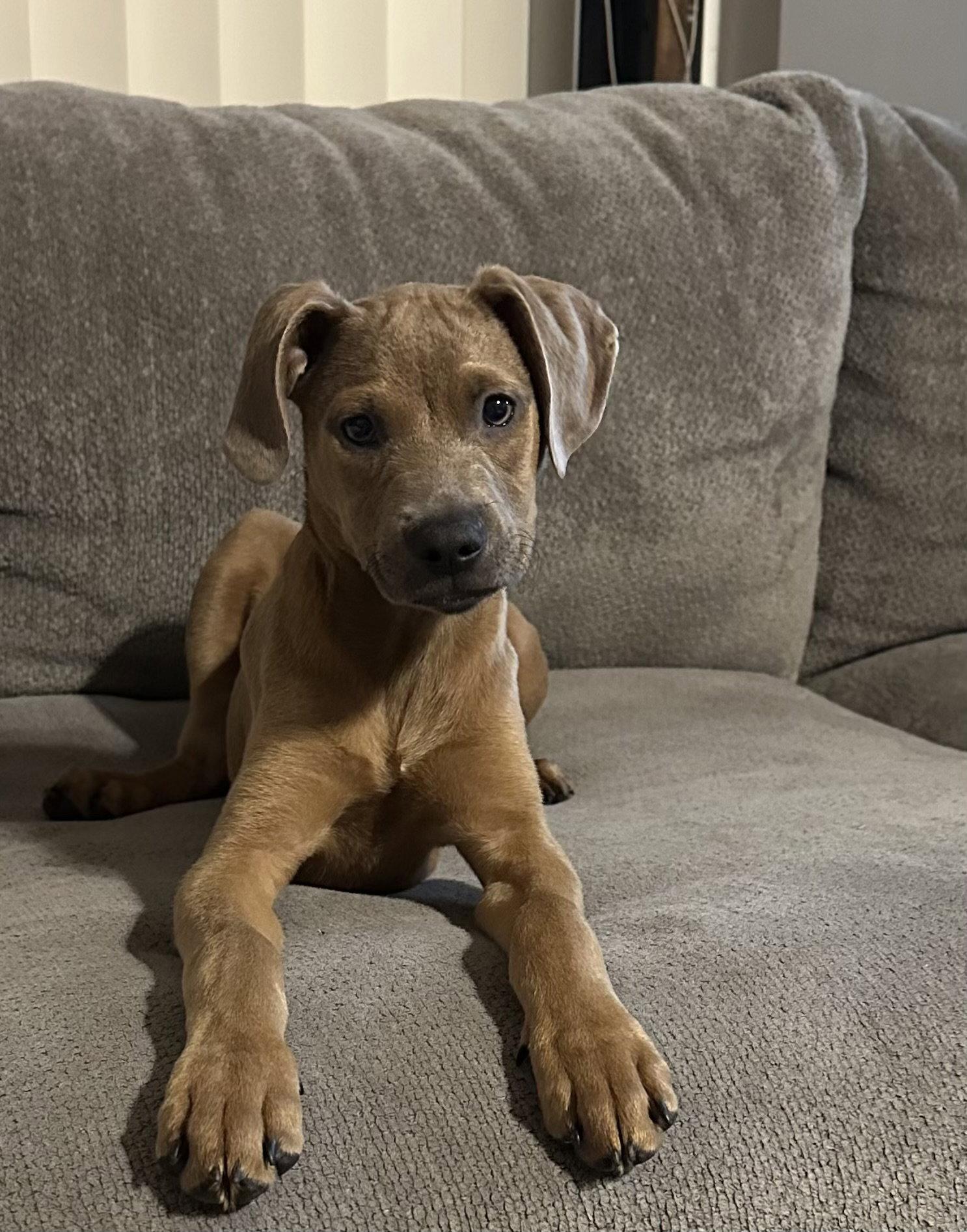 Ava, Adopted, Puppy Female Labrador Retriever & Golden Retriever.