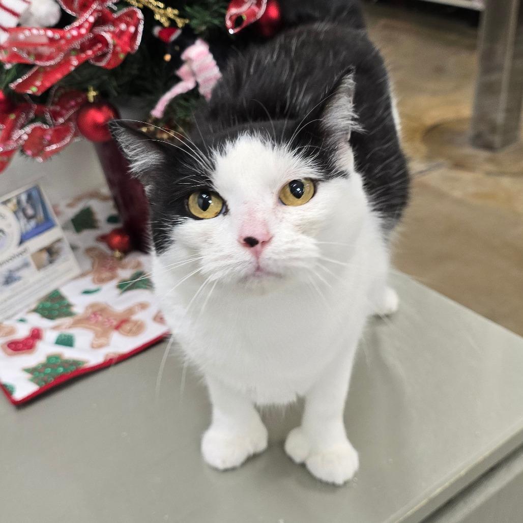 Pauline, Adoptable, Adult Female Extra-Toes Cat / Hemingway Polydactyl & Domestic Short Hair.