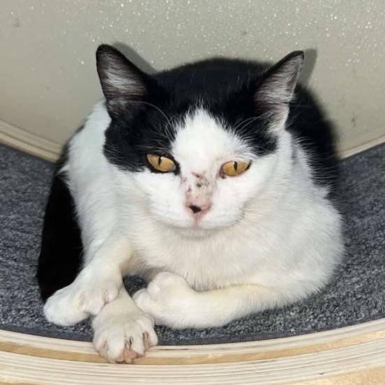 Enlarge Pauline, a Adoptable mixed breed in Williston, FL image 2/3