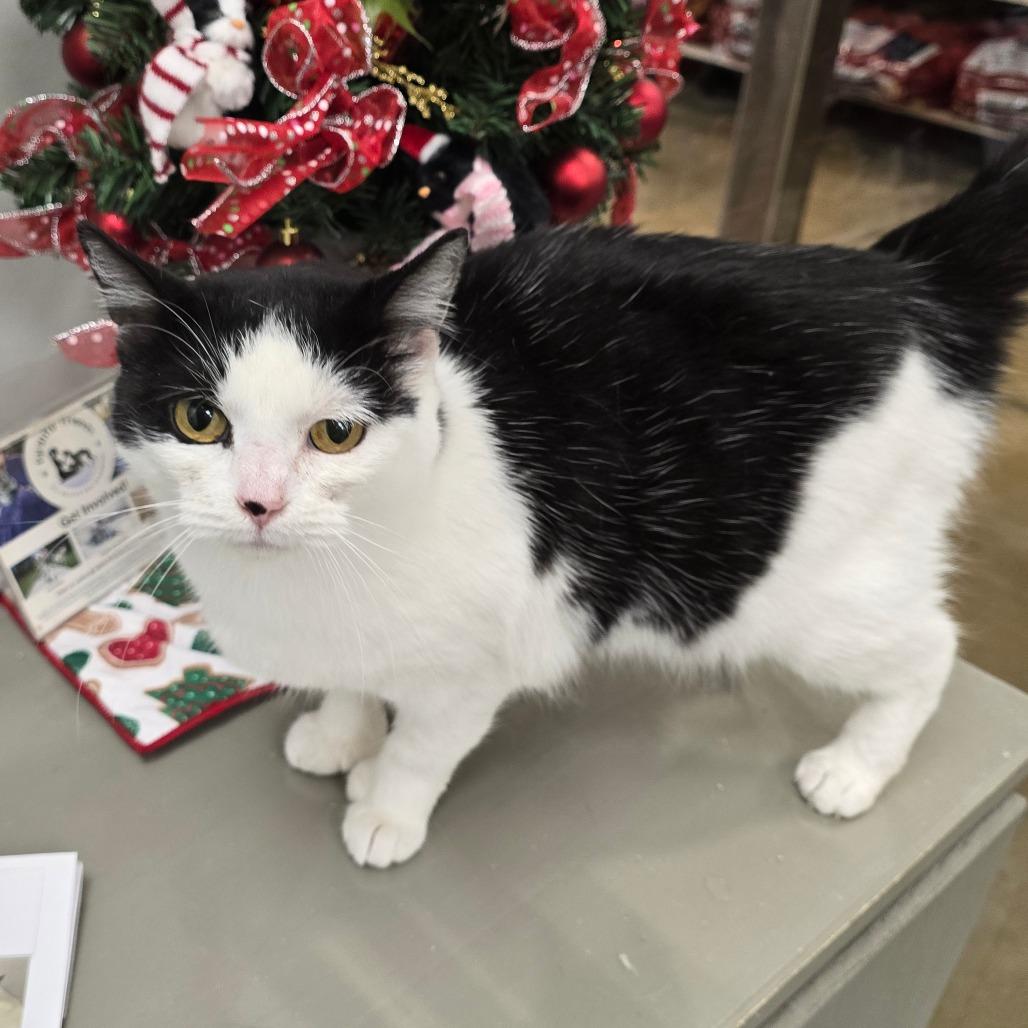 Enlarge Pauline, a Adoptable mixed breed in Williston, FL image 3/3