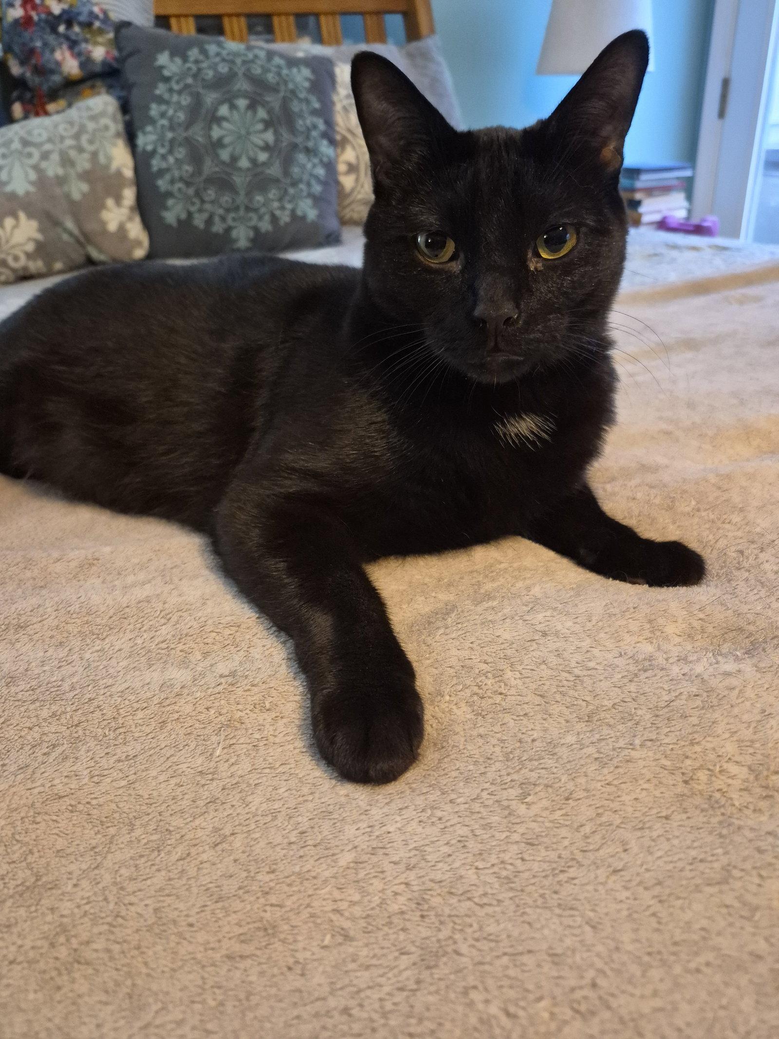 Enlarge C247 Litter Stout, a Adoptable Domestic Short Hair in Livonia, MI image 1/3