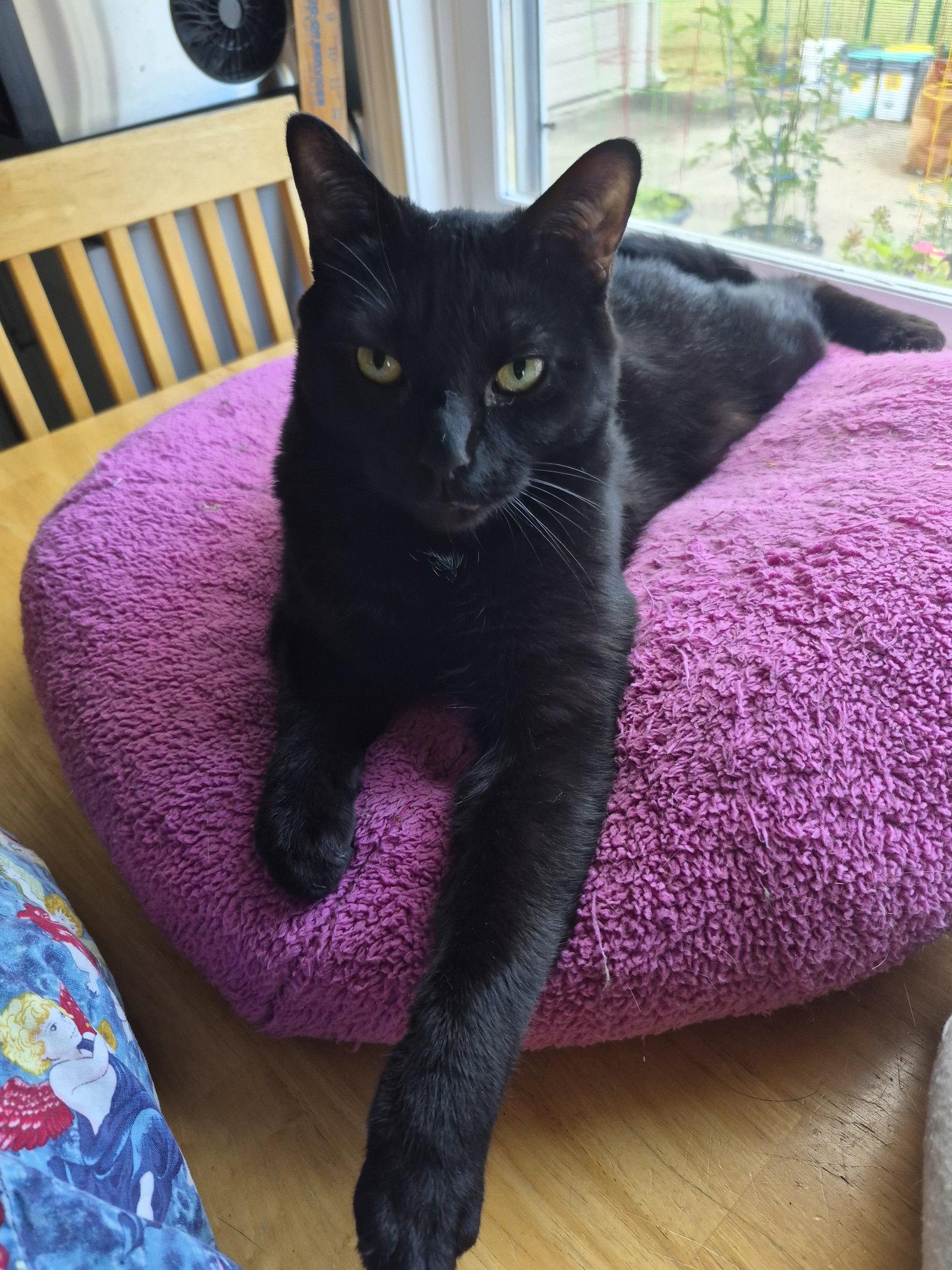 Enlarge C247 Litter Stout, a Adoptable Domestic Short Hair in Livonia, MI image 2/3