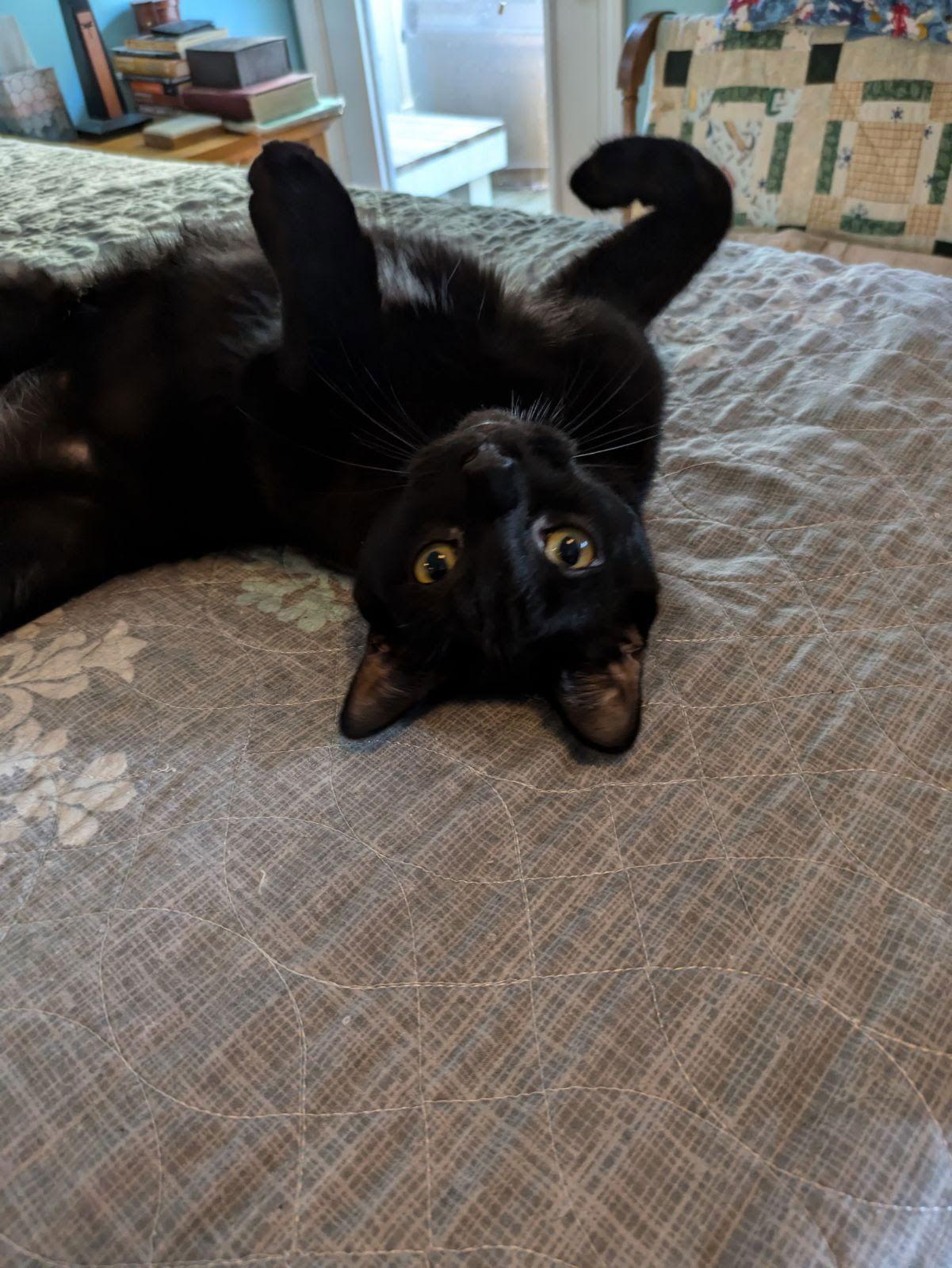 C247 Litter Stout, Adoptable, Kitten Male Domestic Short Hair.