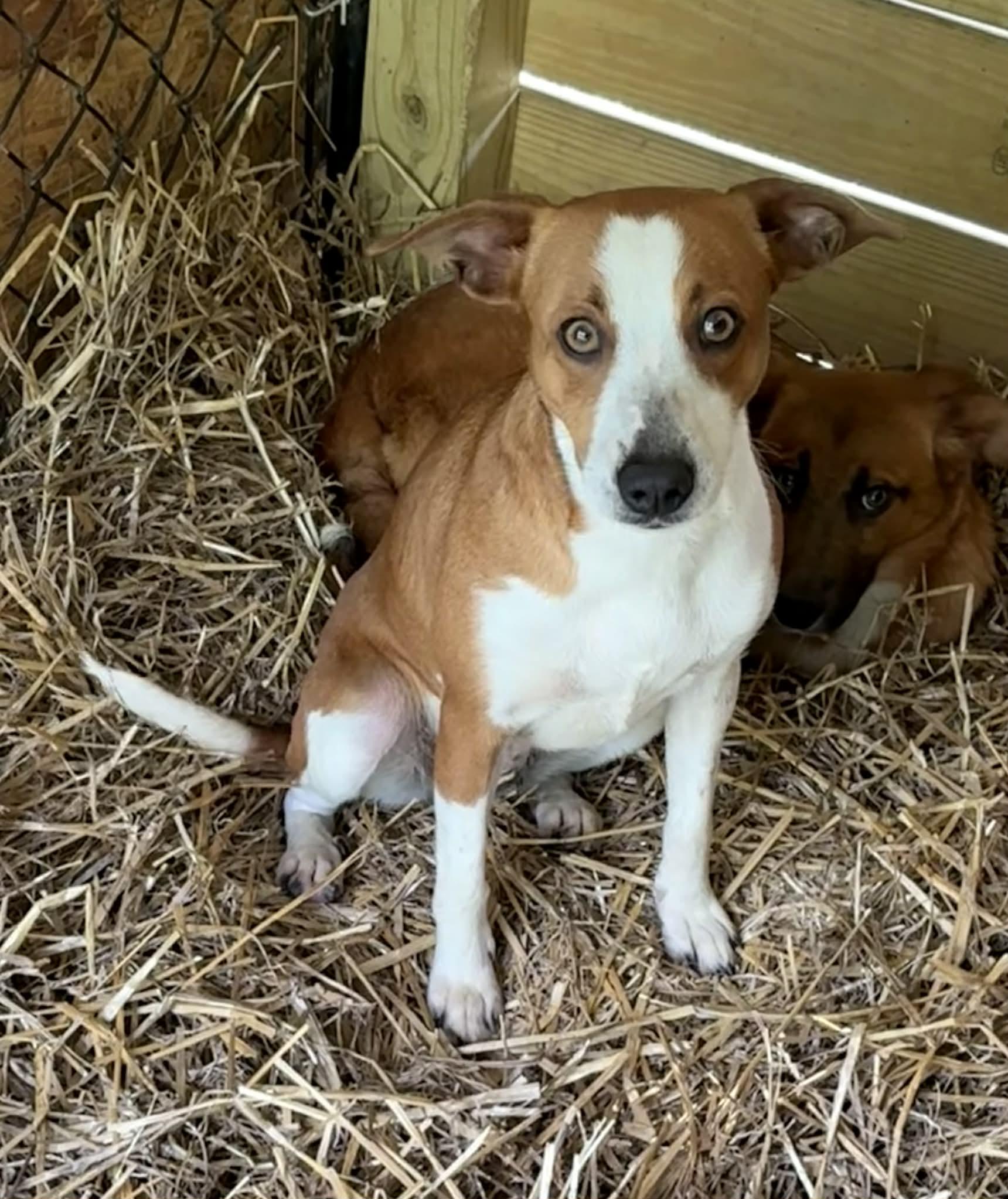 Enlarge Minnie-Available! www.lhar.dog to apply! , a ADOPTABLE mixed breed in Frederick, MD image 3/6