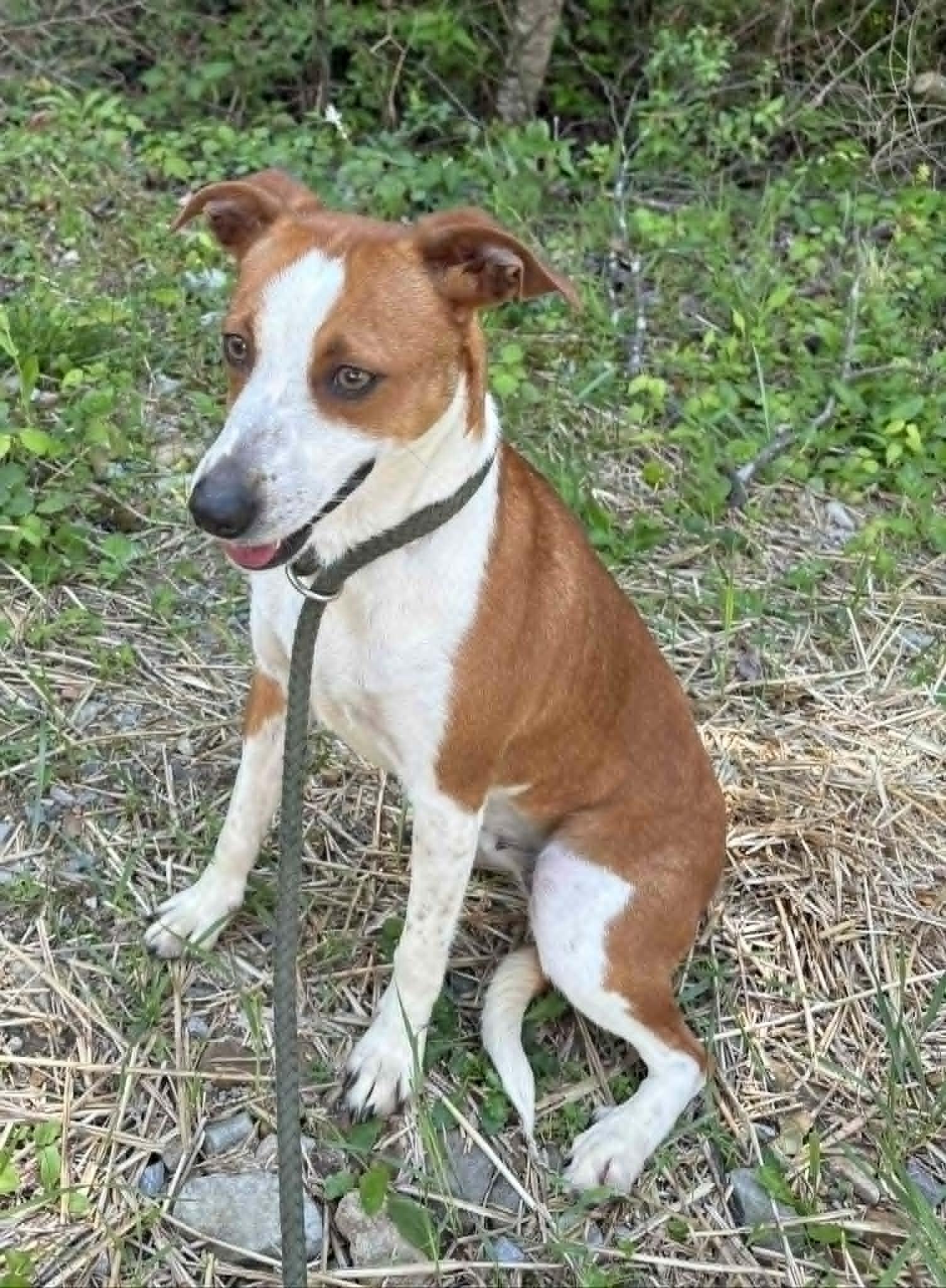 Enlarge Minnie-Available! www.lhar.dog to apply! , a ADOPTABLE mixed breed in Frederick, MD image 4/6