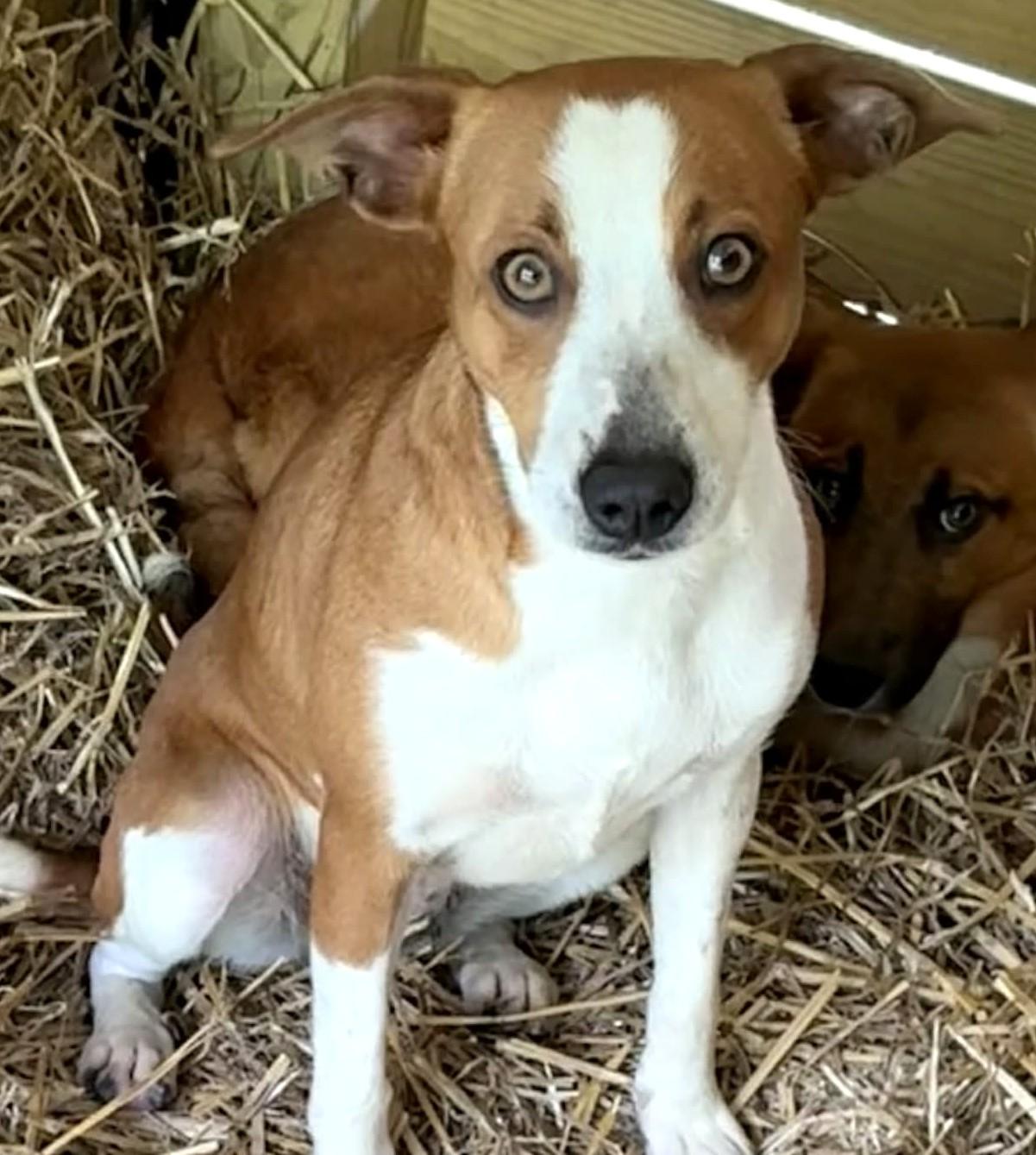 Minnie-Available! www.lhar.dog to apply! , ADOPTABLE, Young Female Beagle.