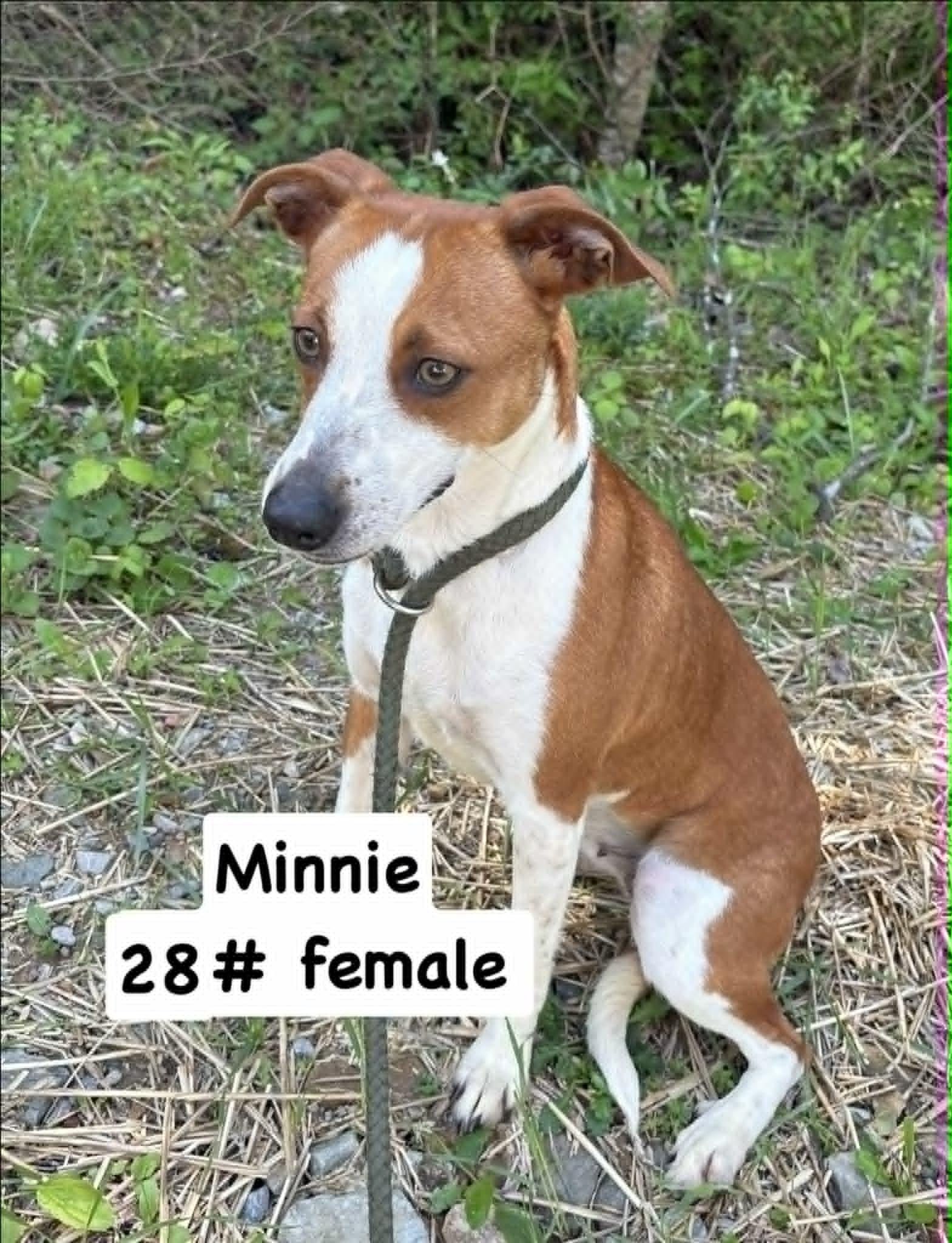 Enlarge Minnie-Available! www.lhar.dog to apply! , a ADOPTABLE mixed breed in Frederick, MD image 6/6