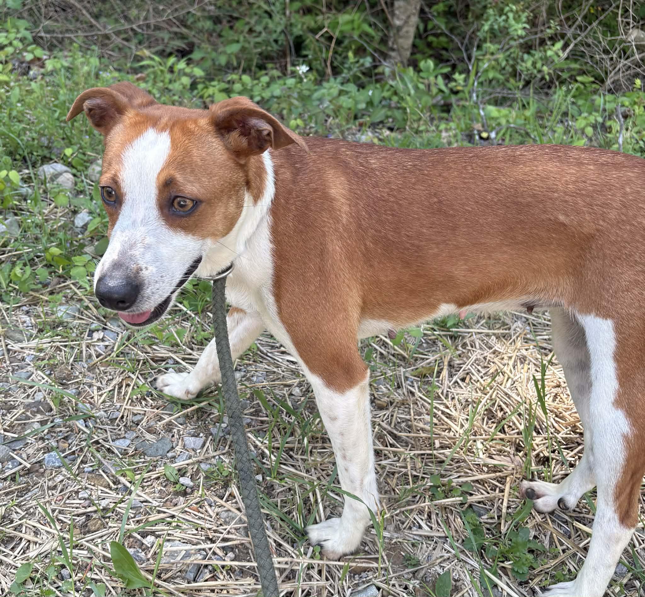Enlarge Minnie-Available! www.lhar.dog to apply! , a ADOPTABLE mixed breed in Frederick, MD image 5/6