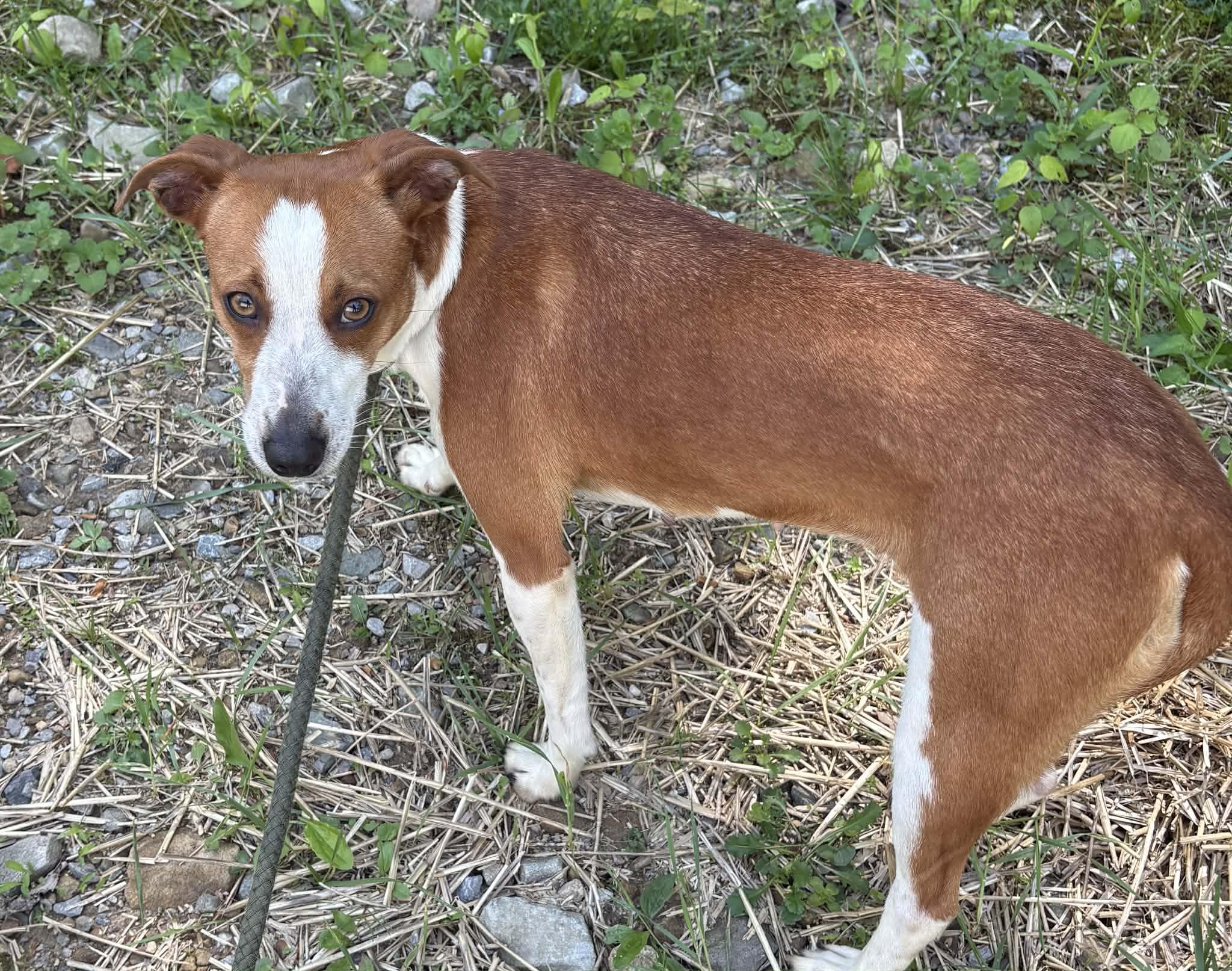 Enlarge Minnie-Available! www.lhar.dog to apply! , a ADOPTABLE mixed breed in Frederick, MD image 2/6