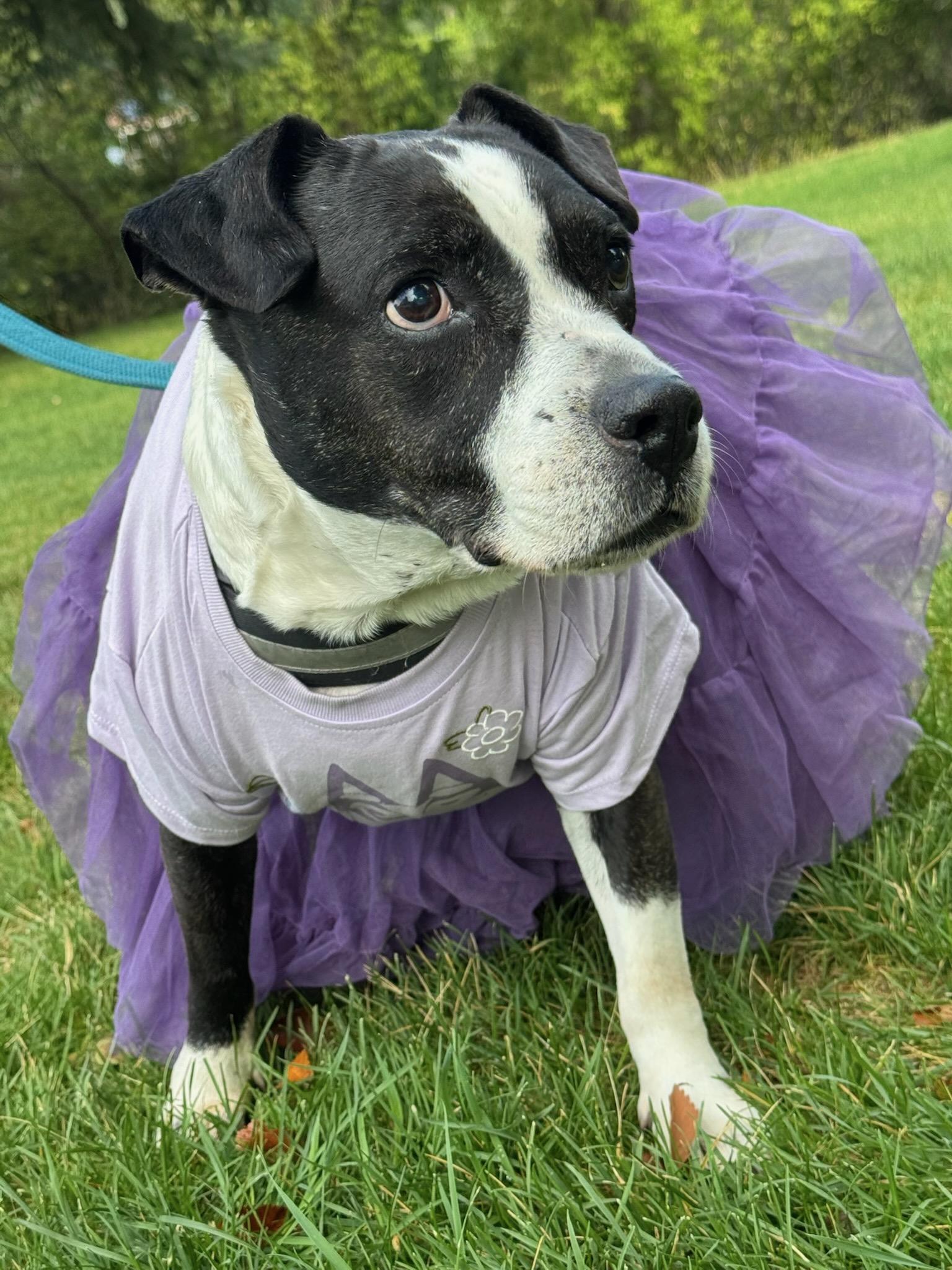 Nutmeg, ADOPTABLE, Senior Female Mixed Breed.