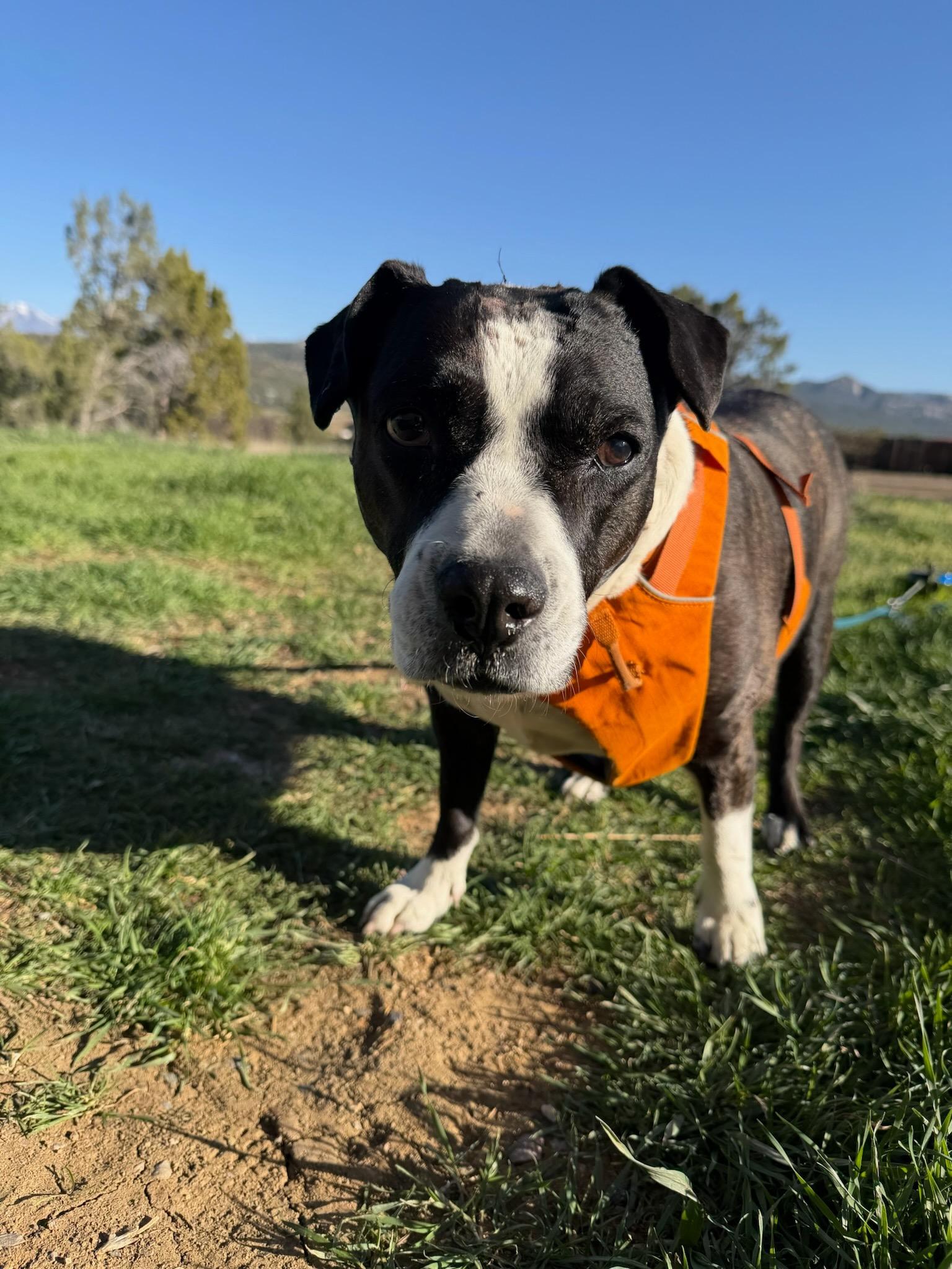 Enlarge Nutmeg, a ADOPTABLE mixed breed in Durango, CO image 6/6