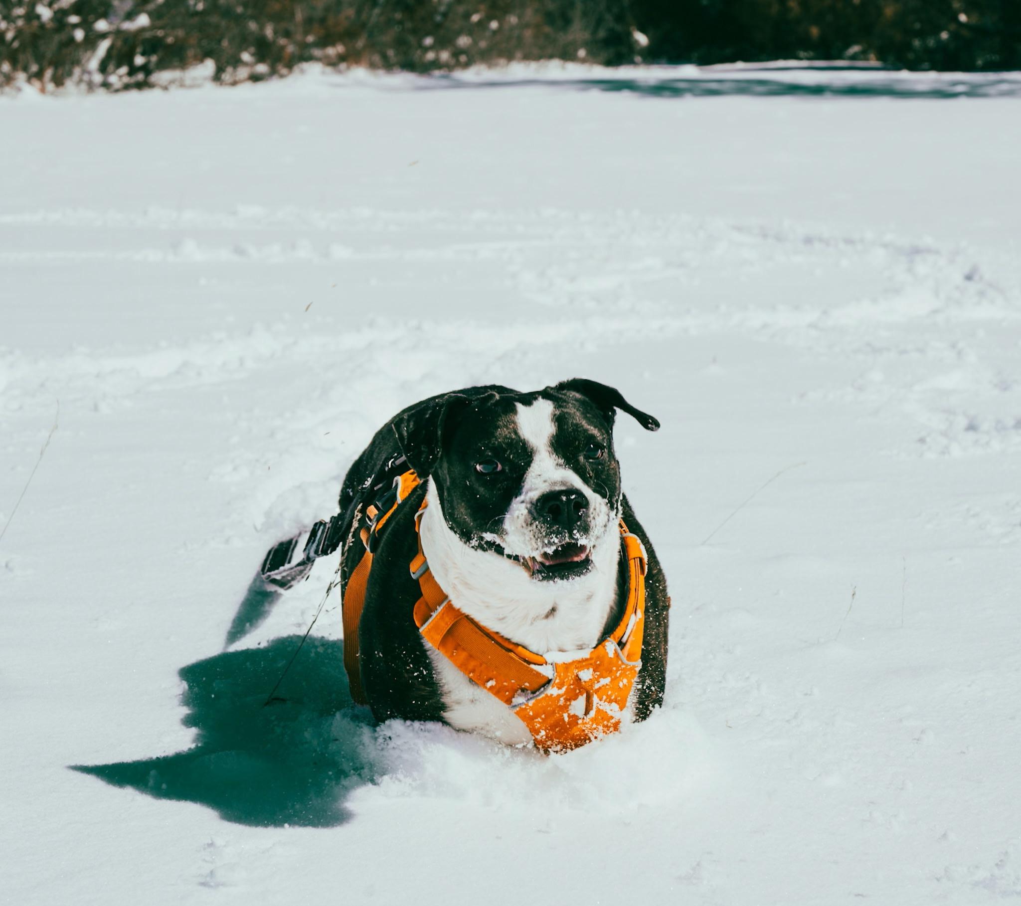 Enlarge Nutmeg, a ADOPTABLE mixed breed in Durango, CO image 3/6