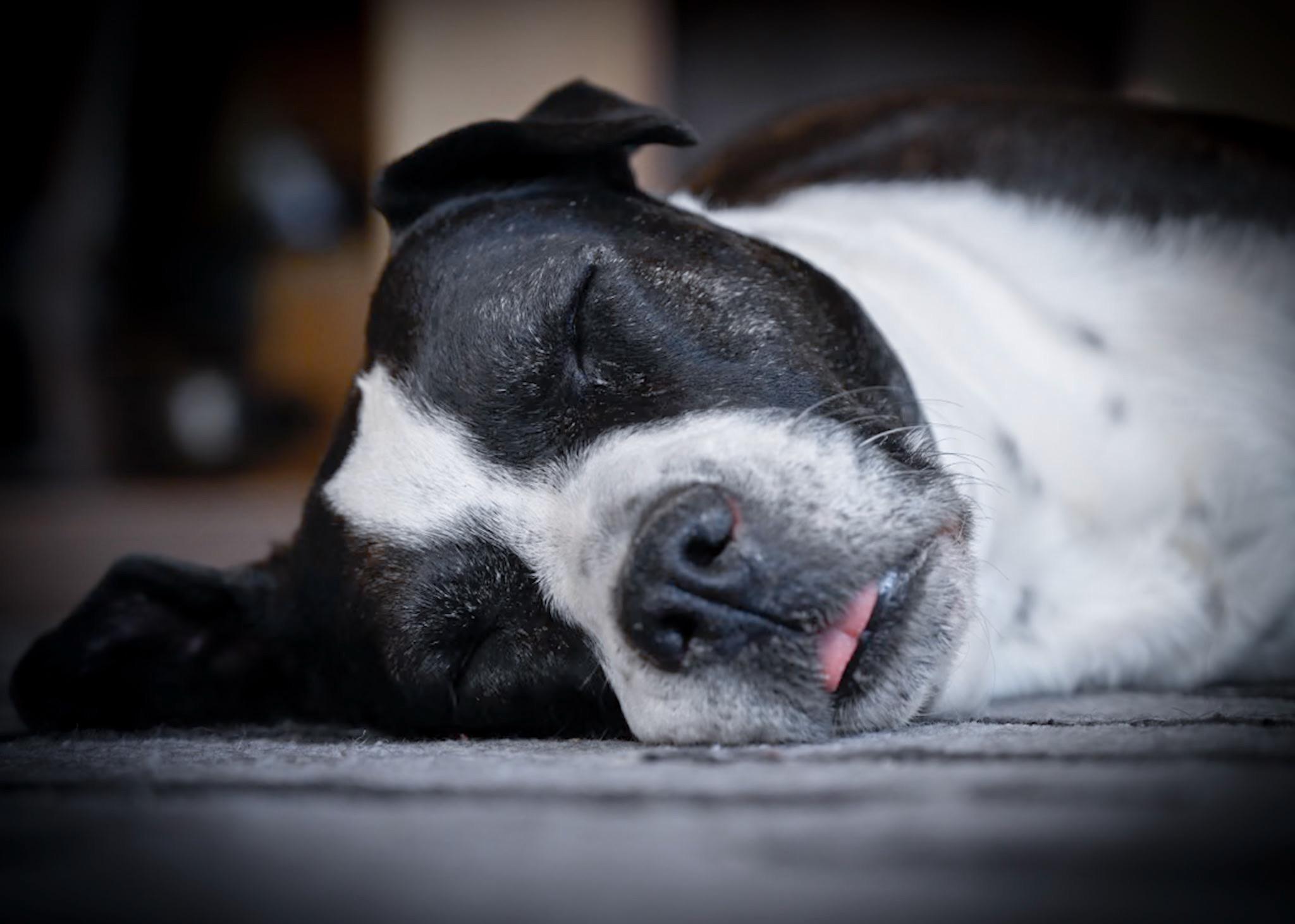 Enlarge Nutmeg, a ADOPTABLE mixed breed in Durango, CO image 5/6