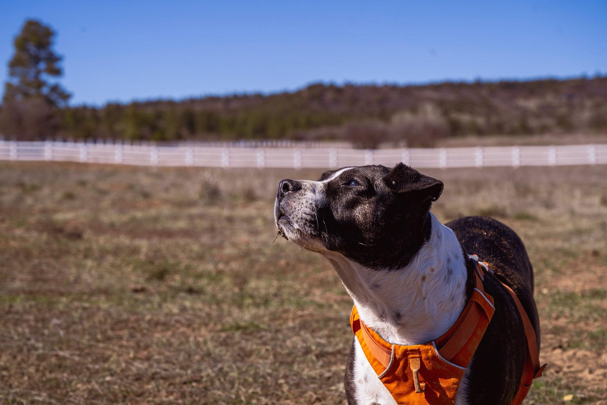 Enlarge Nutmeg, a ADOPTABLE mixed breed in Durango, CO image 4/6