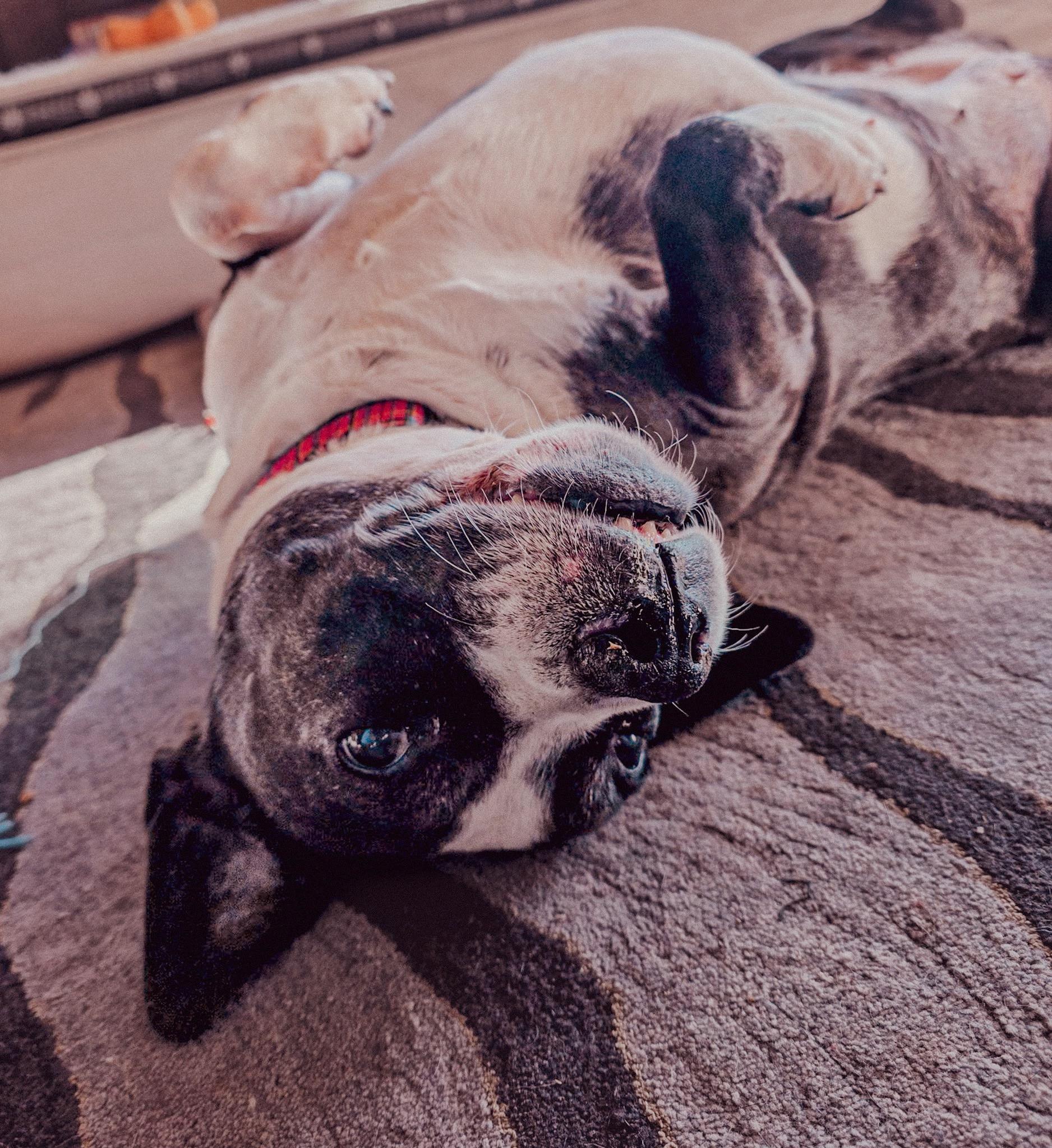 Enlarge Nutmeg, a ADOPTABLE mixed breed in Durango, CO image 2/6