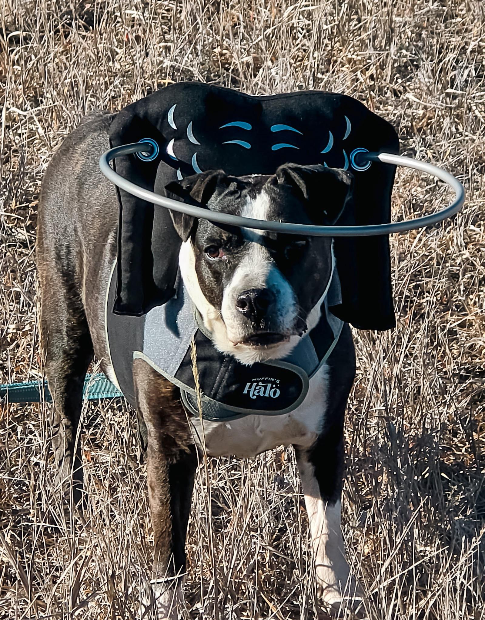 Enlarge Nutmeg, a ADOPTABLE mixed breed in Durango, CO image 6/6