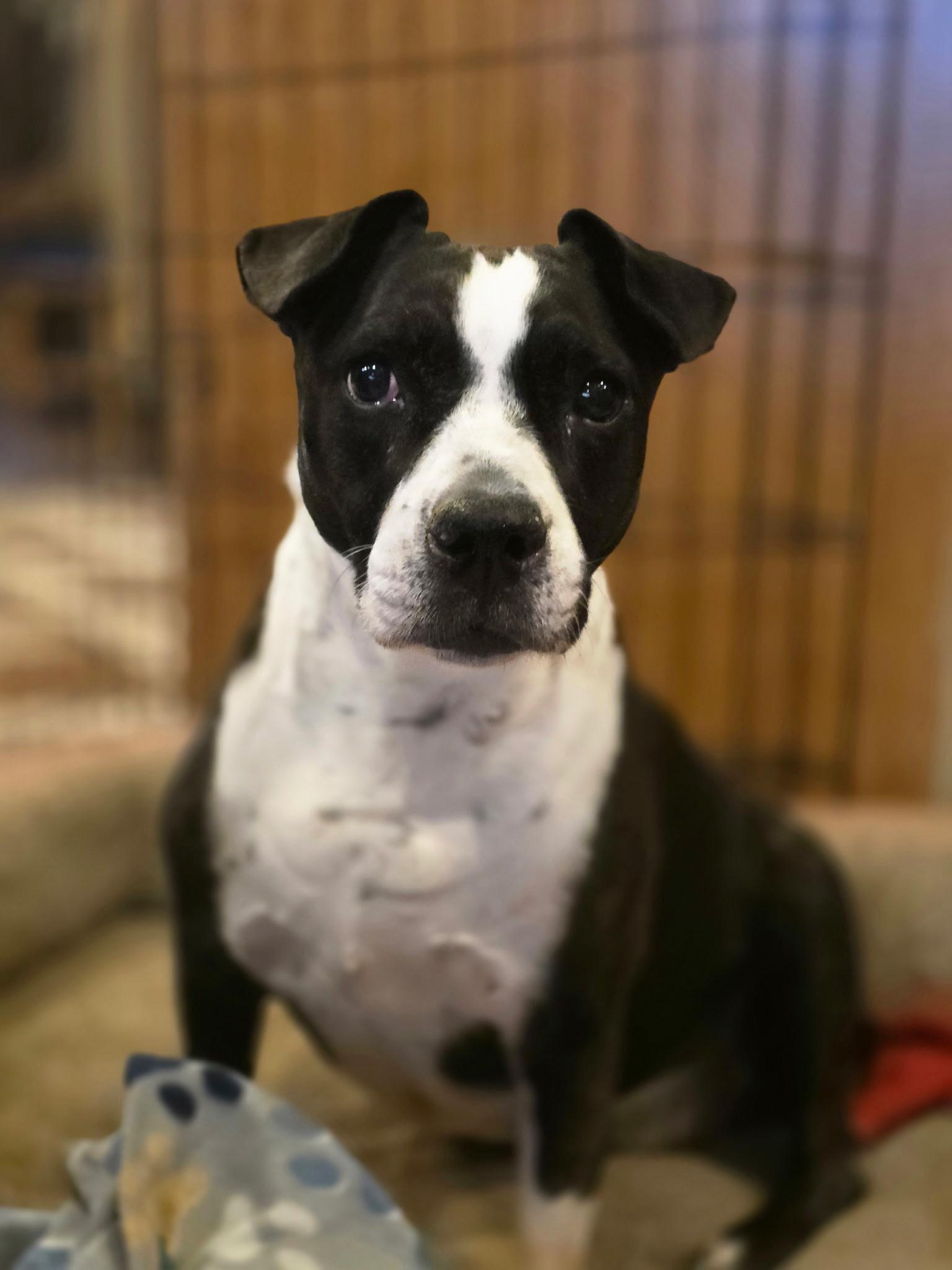 Nutmeg, ADOPTABLE, Senior Female Mixed Breed.