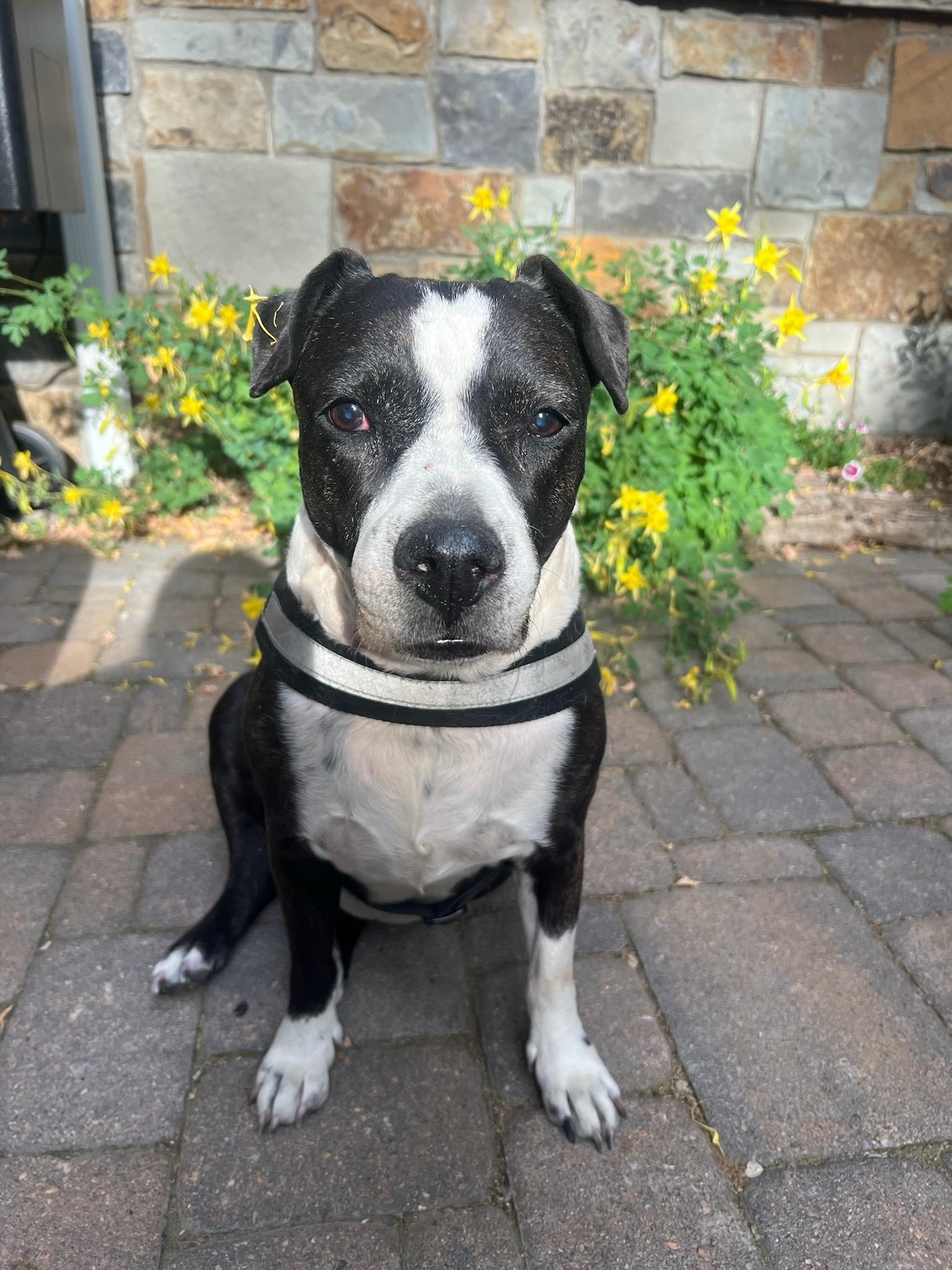 Enlarge Nutmeg, a ADOPTABLE mixed breed in Durango, CO image 4/6