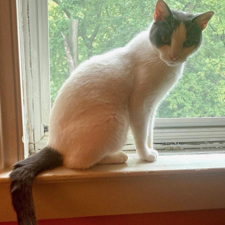 Gumshoe, a ADOPTABLE Domestic Short Hair in Maple Shade, NJ image 3/5