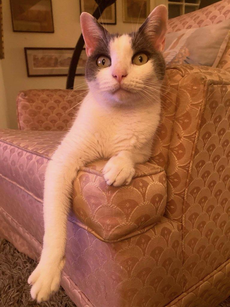 Gumshoe, a ADOPTABLE Domestic Short Hair in Maple Shade, NJ image 5/5