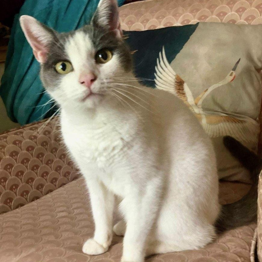 Gumshoe, a ADOPTABLE Domestic Short Hair in Maple Shade, NJ image 1/5