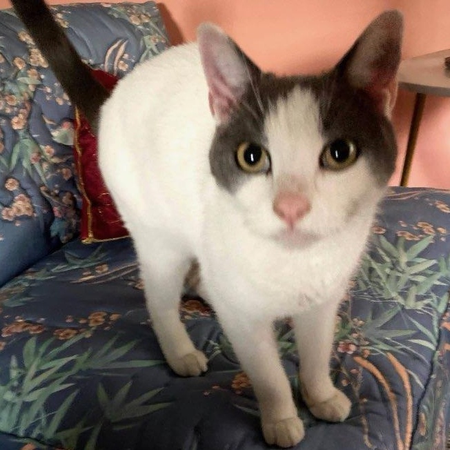 Gumshoe, a ADOPTABLE Domestic Short Hair in Maple Shade, NJ image 2/5