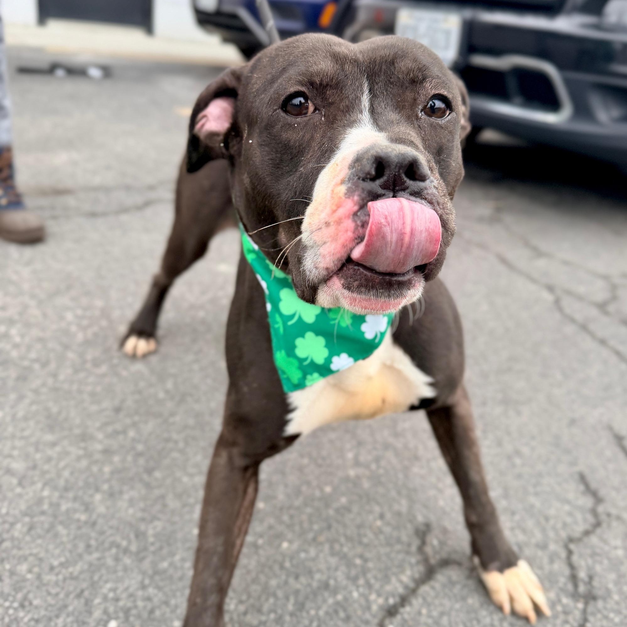 Parker — thumbnail 2