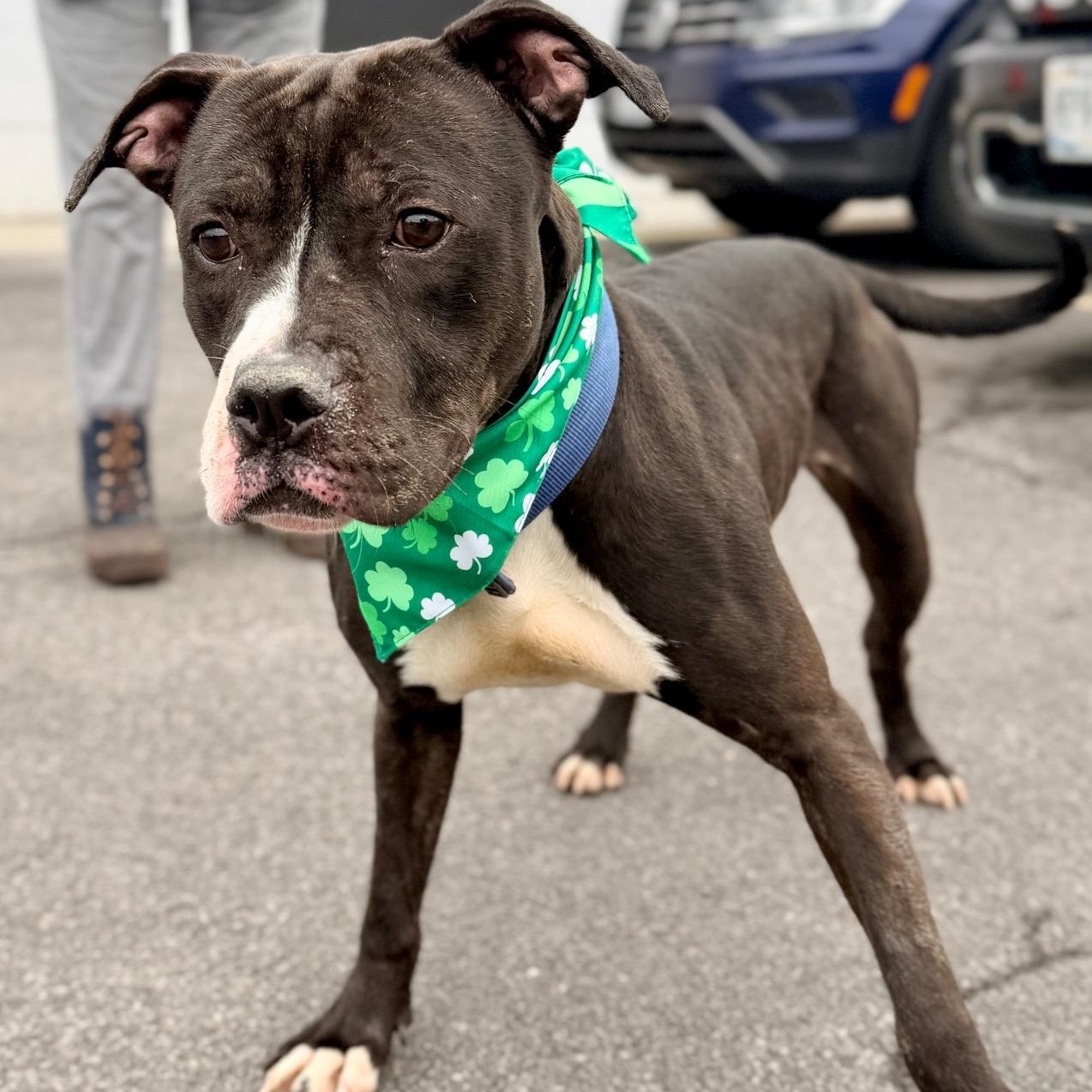 Parker — thumbnail 3