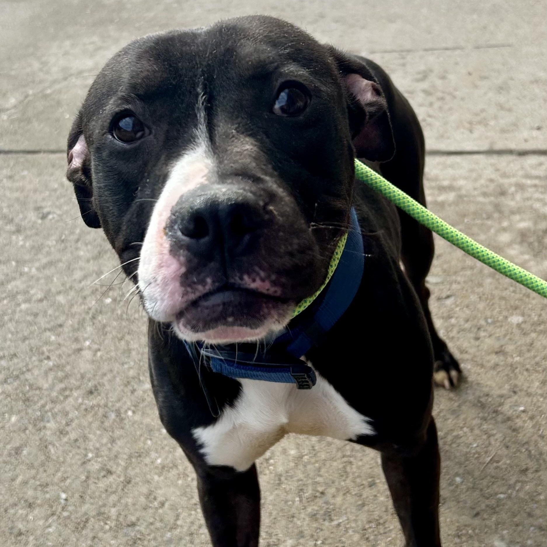 Parker — thumbnail 4