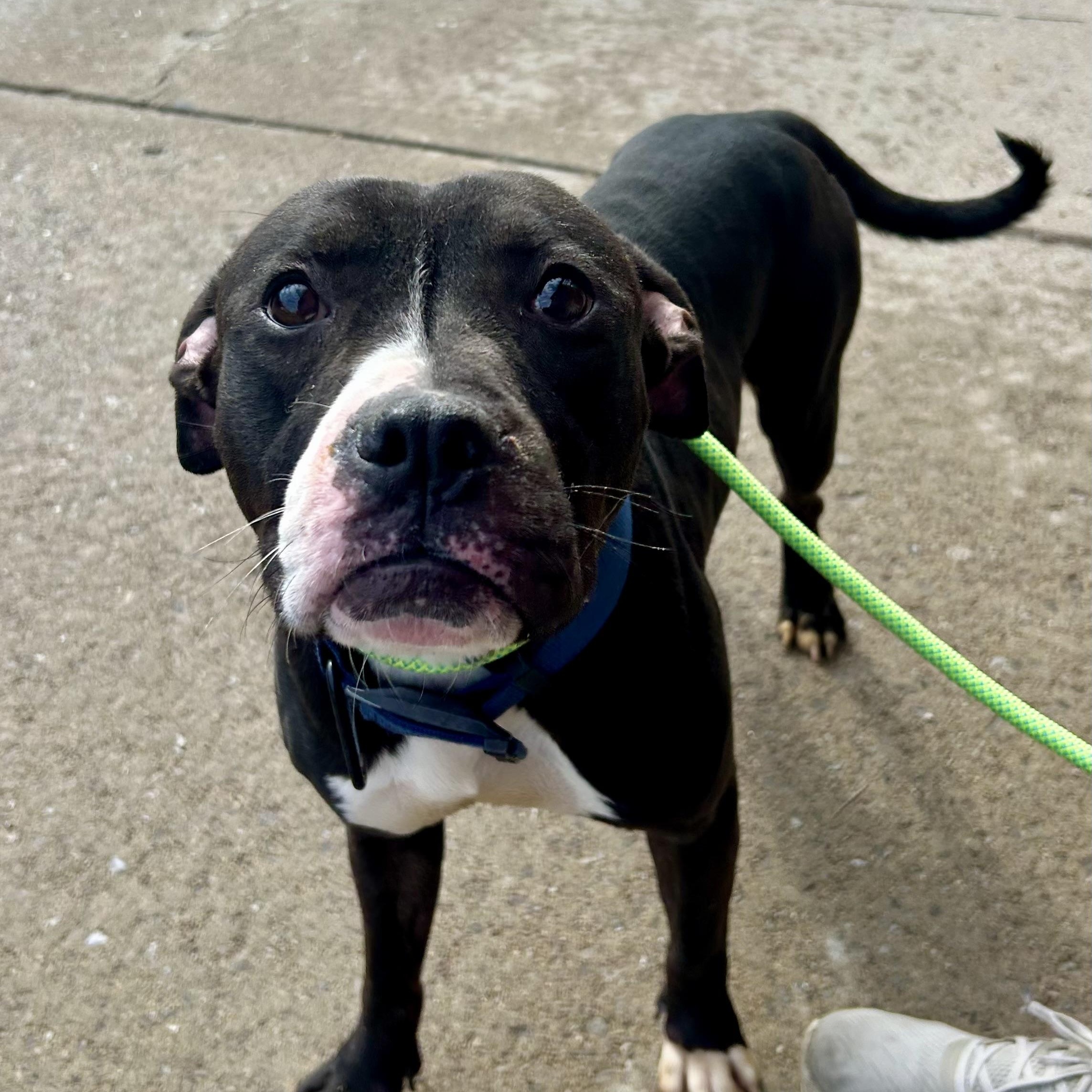 Parker — thumbnail 6