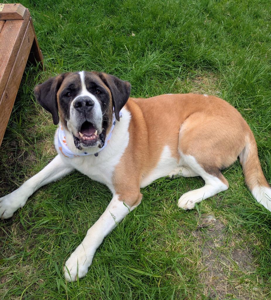 Buck, Adoptable, Adult Male Saint Bernard.