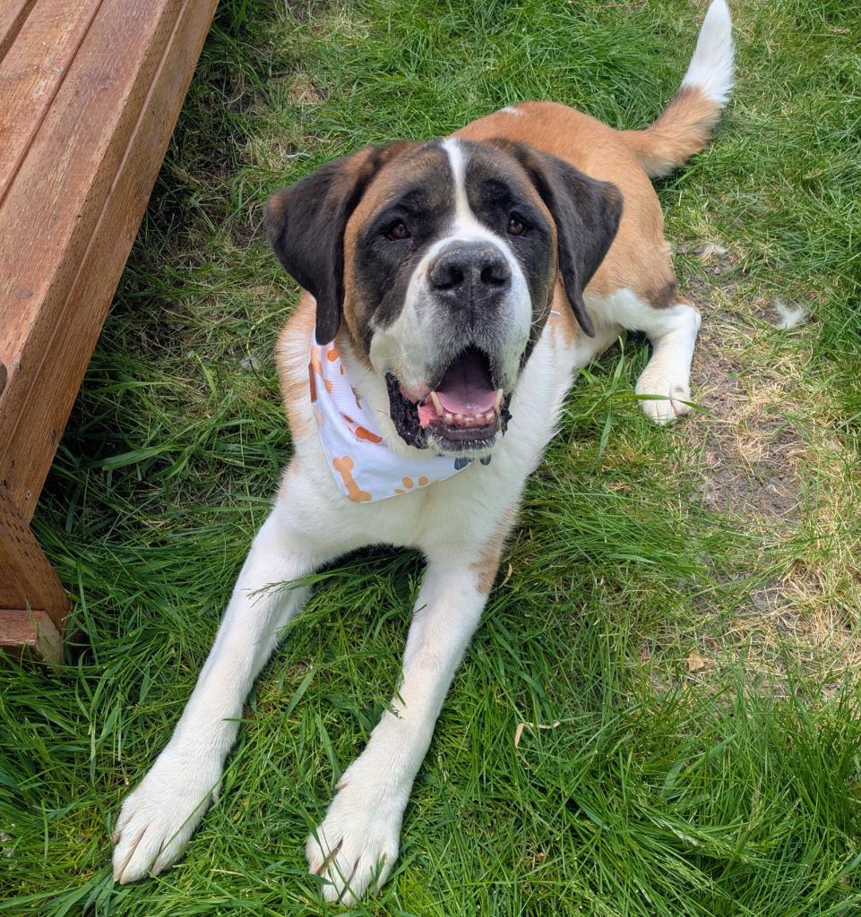 Buck, a Adoptable Saint Bernard in Logan, UT image 2/3