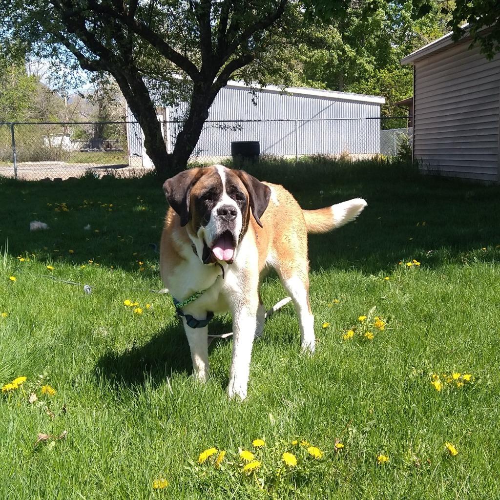 Enlarge Buck, a Adoptable Saint Bernard in Logan, UT image 2/3