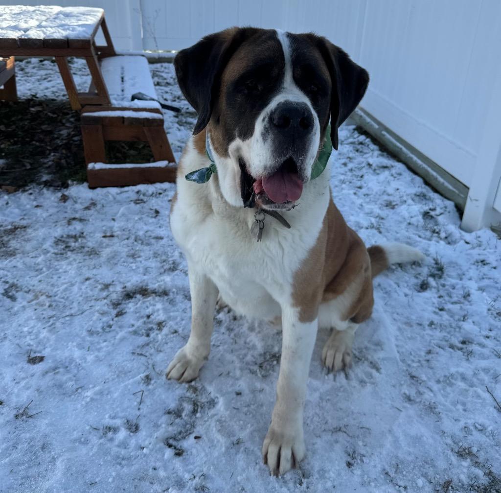 Enlarge Buck, a Adoptable Saint Bernard in Logan, UT image 3/3