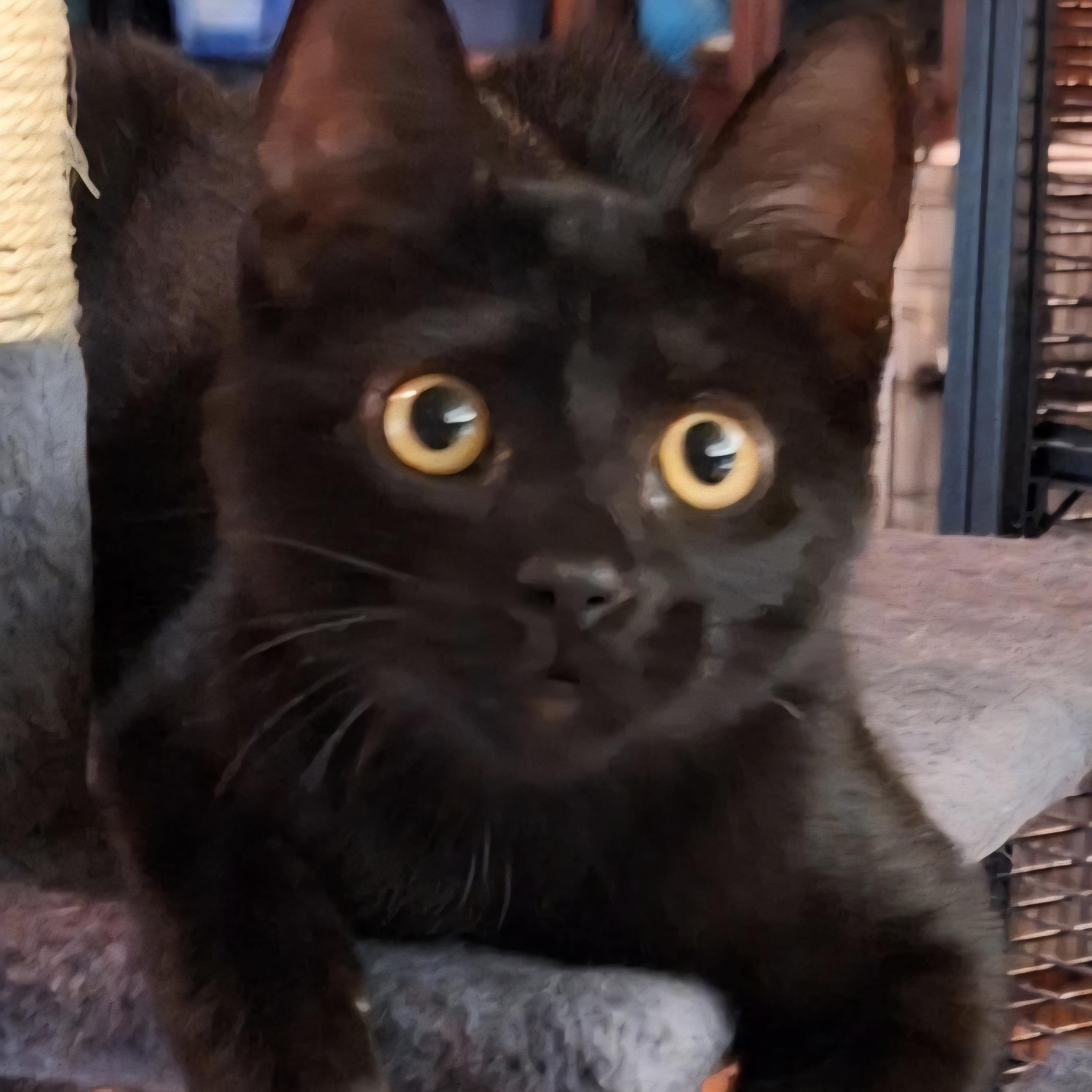 Enlarge Bagheera, a Adoptable mixed breed in Magnolia, TX image 5/5