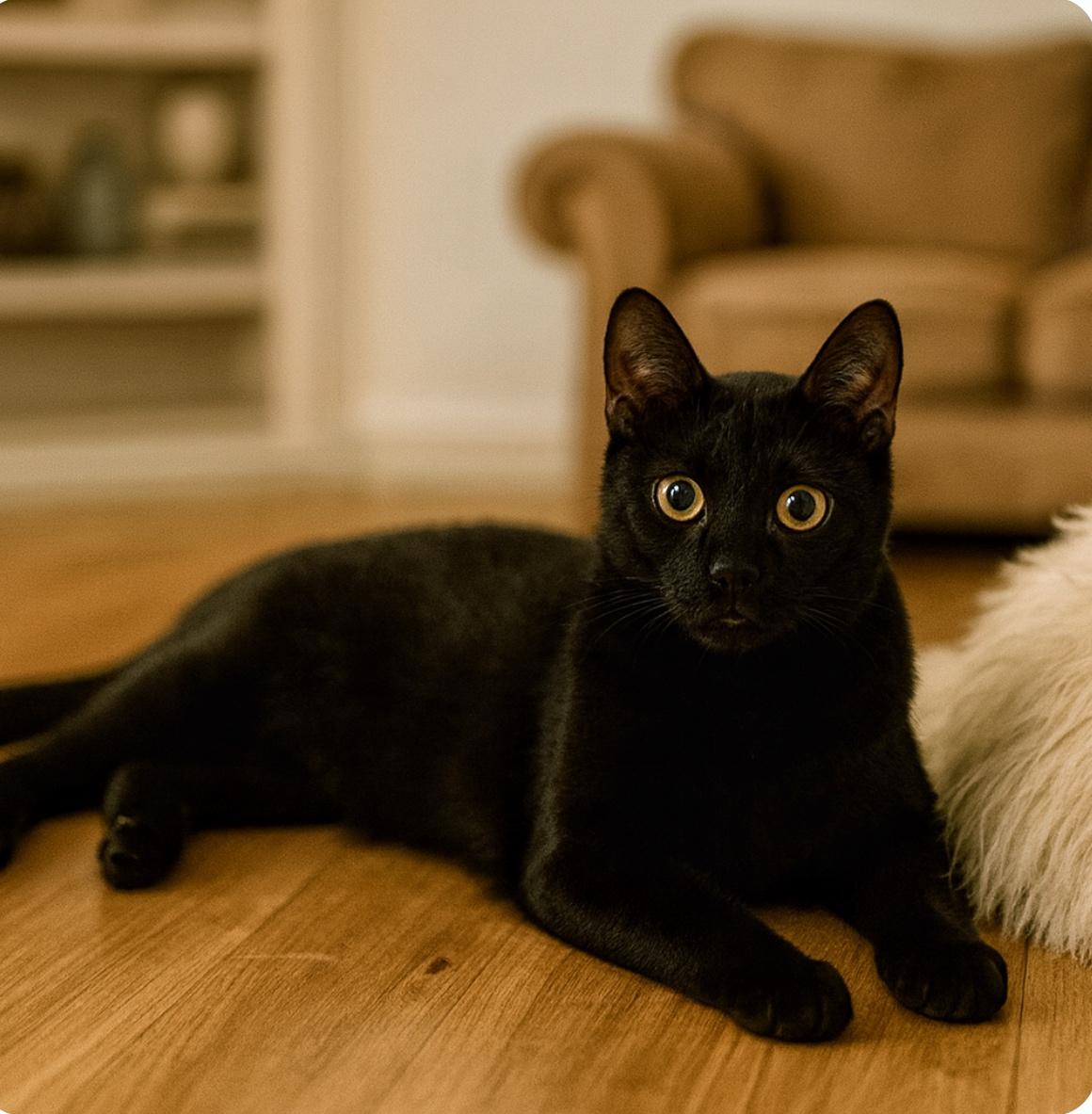 Enlarge Bagheera, a Adoptable mixed breed in Magnolia, TX image 1/5