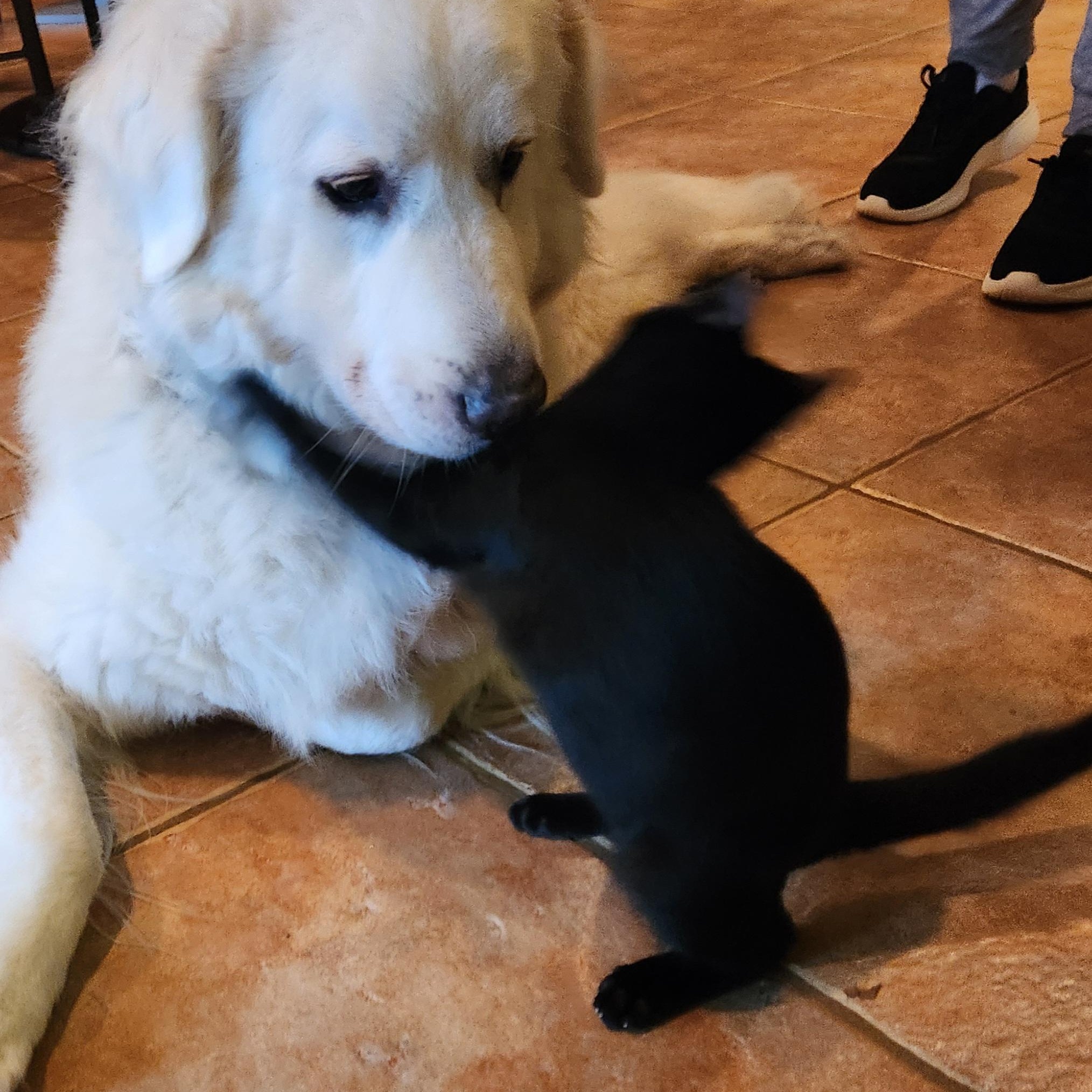 Enlarge Bagheera, a Adoptable mixed breed in Magnolia, TX image 4/5