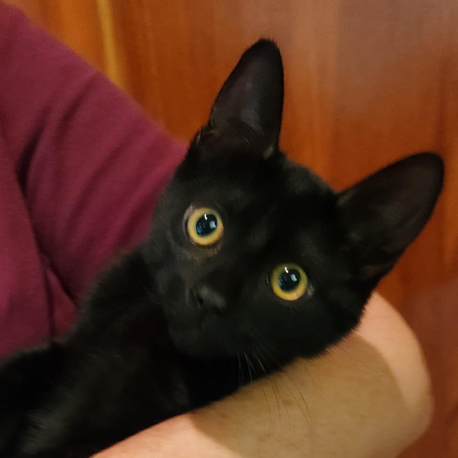 Enlarge Bagheera, a Adoptable mixed breed in Magnolia, TX image 3/5