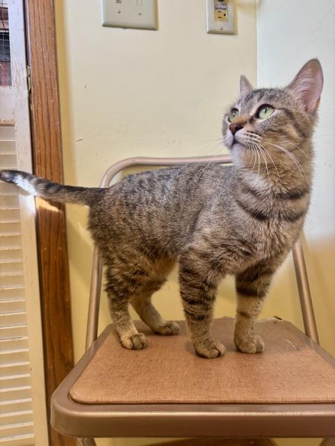 Enlarge Shadow, a ADOPTABLE Domestic Short Hair in Hutchinson, MN image 5/6