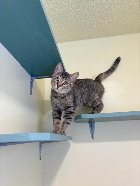 Enlarge Shadow, a ADOPTABLE Domestic Short Hair in Hutchinson, MN image 4/6