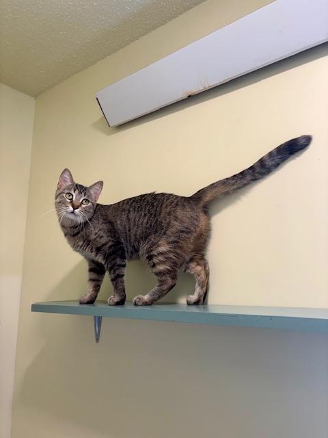 Enlarge Shadow, a ADOPTABLE Domestic Short Hair in Hutchinson, MN image 6/6