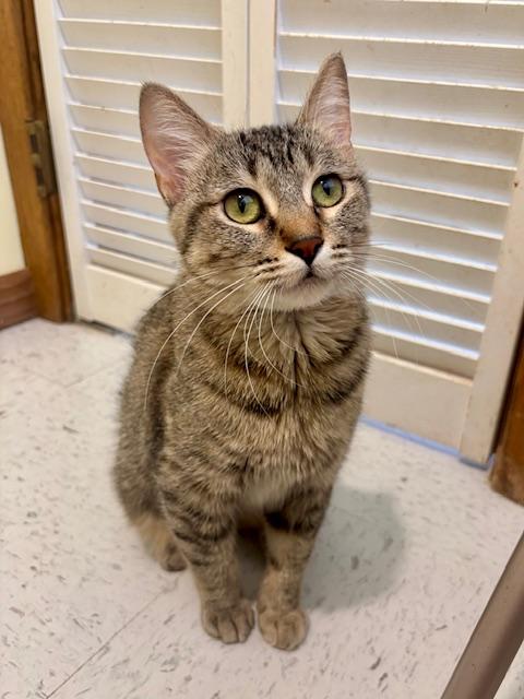 Enlarge Shadow, a ADOPTABLE Domestic Short Hair in Hutchinson, MN image 2/6