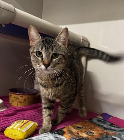 Enlarge Shadow, a ADOPTABLE Domestic Short Hair in Hutchinson, MN image 3/6