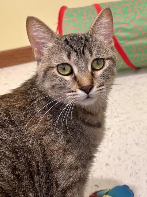 Shadow, ADOPTABLE, Adult Female Domestic Short Hair.